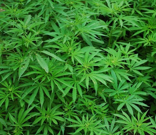 Katalanische Polizei entdeckt Megaplantage mit fast 10.000 Marihuana-Pflanzen Marihuana