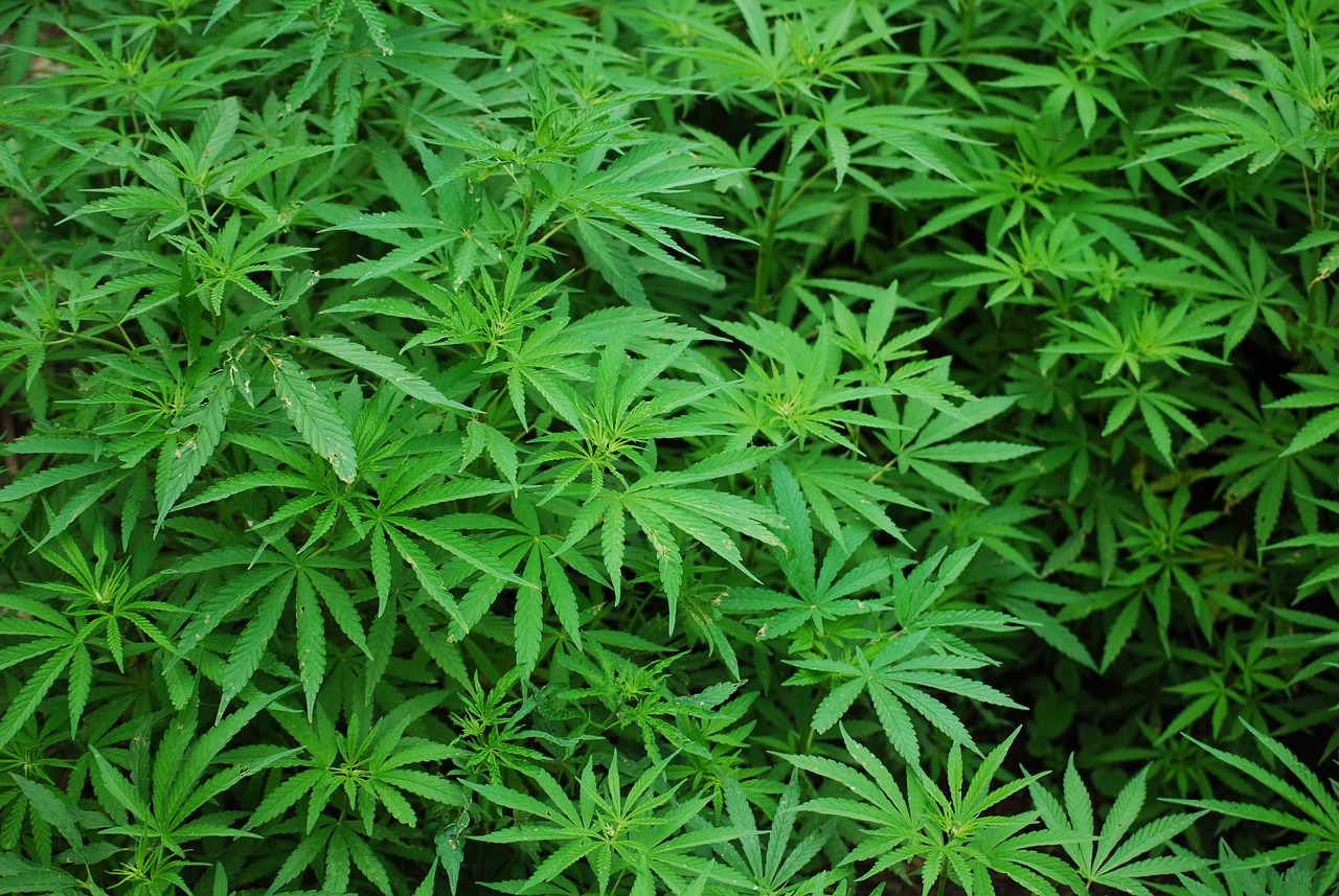 Katalanische Polizei entdeckt Megaplantage mit fast 10.000 Marihuana-Pflanzen