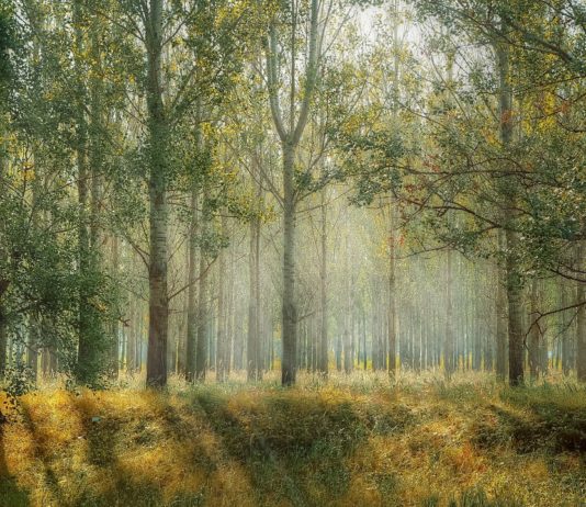 Trockenheit: Widerstandsfähigere Bäume für Frankreich angesichts der Klimakrise Wald_Bäume