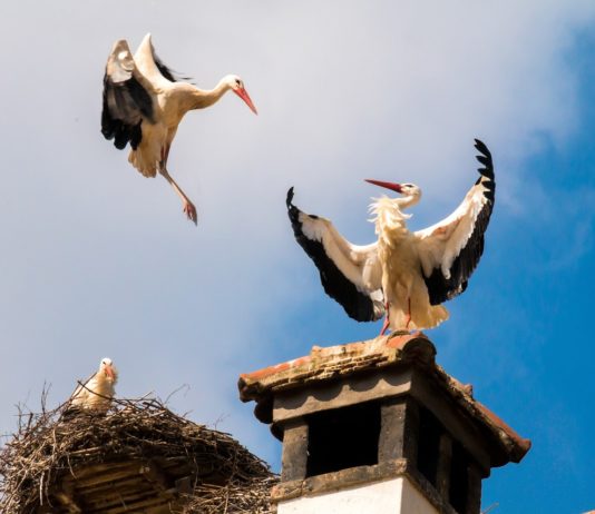 Elsass: Zu schwere Storchennester schwächen Dächer von Häusern Störche_Nest