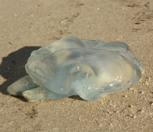 Morbihan: Quallen erobern bereits die Strände Qualle_Strand