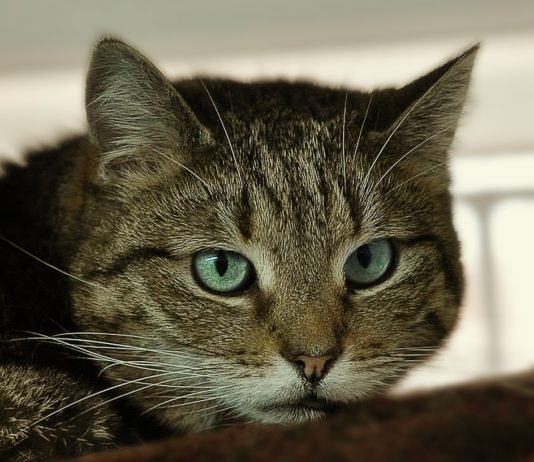 Unglaublich: Leichen von 80 Haustieren in Tiefkühltruhen gefunden Katze_Illustration