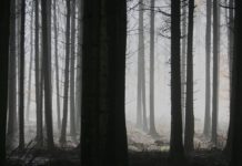 Bedrohung im Wald – Wie ein mikroskopischer Wurm Wälder der Landes de Gascogne in die Knie zwingt Nadelwald_krank