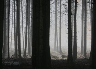 Bedrohung im Wald – Wie ein mikroskopischer Wurm Wälder der Landes de Gascogne in die Knie zwingt Nadelwald_krank