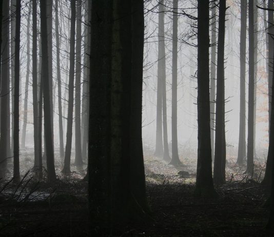 Globale Erwärmung: Der Wald von Semnoz leidet unter der Dürre Nadelwald_krank