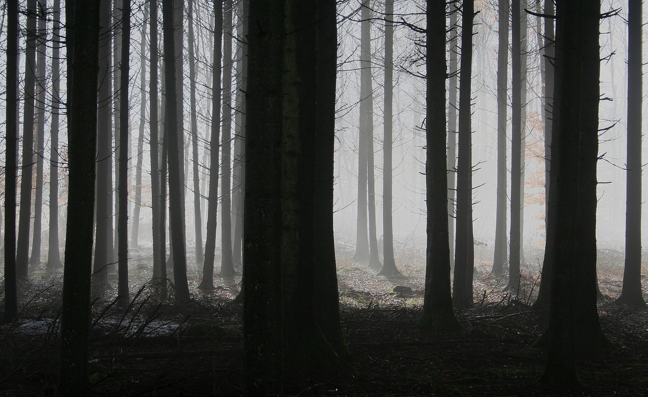 Globale Erwärmung: Der Wald von Semnoz leidet unter der Dürre