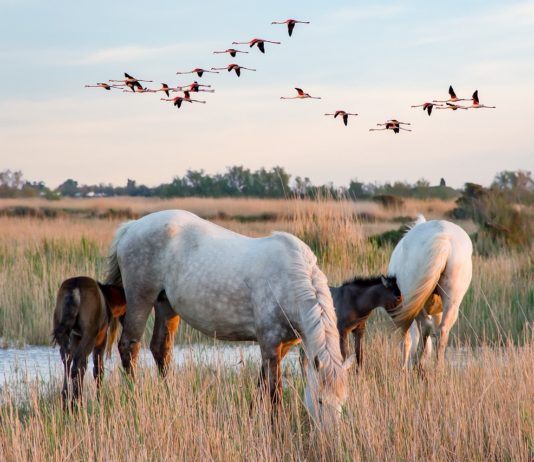 Umwelt: Unberührte Naturgebiete locken Besucher in die Camargue Camargue_Pferde