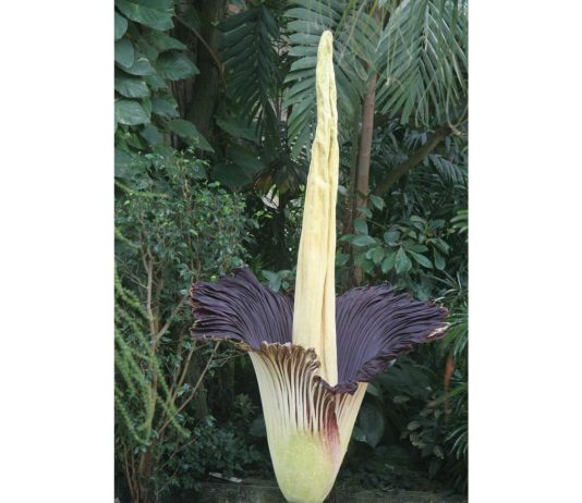 Meurthe-et-Moselle: Größte Blume der Welt in Nancy aufgeblüht Arum_Titan_Wiki