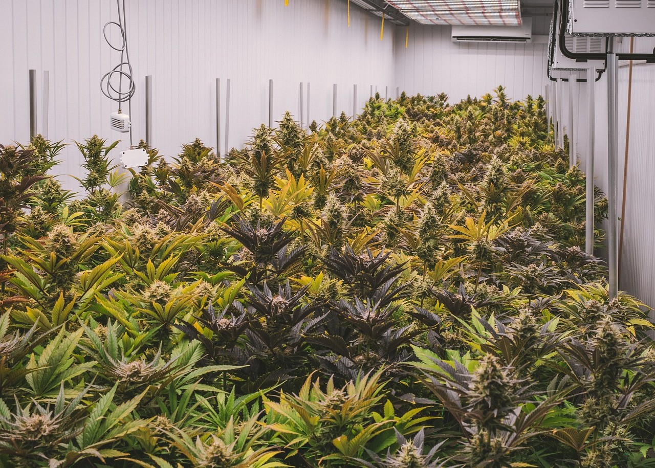 Drogen: 4.000 Cannabis-Pflanzen im Isère entdeckt