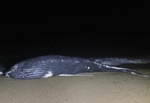 Pyrénées-Atlantiques: Zehn Tonnen schwerer Buckelwal tot am Strand Toter_Wal