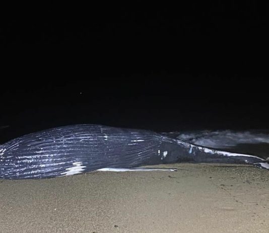 Pyrénées-Atlantiques: Zehn Tonnen schwerer Buckelwal tot am Strand Toter_Wal
