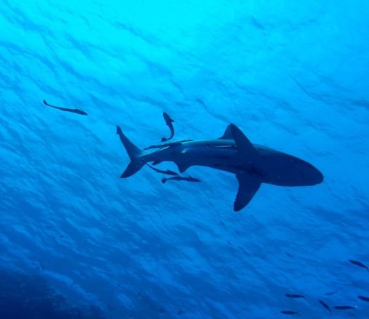Pyrénées-Orientales: Hai vor Le Barcarès gesichtet – Strand wird evakuiert Hai