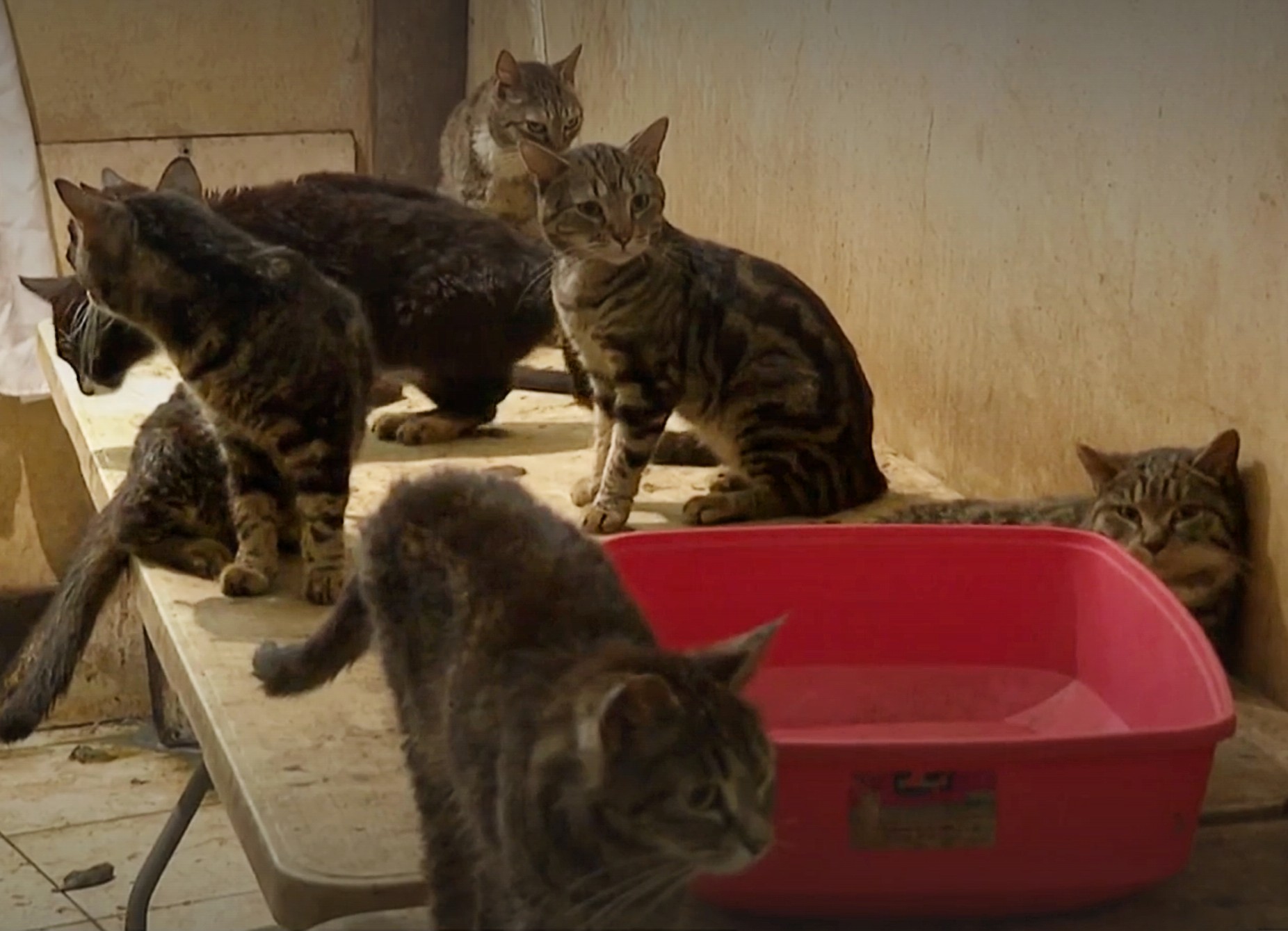 130 Katzen und Hunde in einer Wohnung in Nizza entdeckt