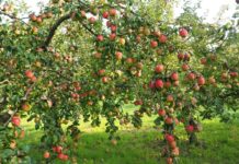 Gold im Apfelkleid – Die normannische Frucht, die mehr ist als nur ein Snack Apfelplantage