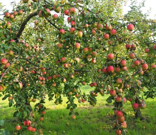 Tarn: Tausende von Apfelbäumen mutwillig zerstört Apfelplantage