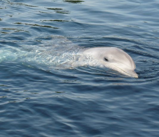 Côtes-d’Armor: 14 Delfinen bei Ebbe in der Nähe von Cap Fréhel gestrandet Delphin