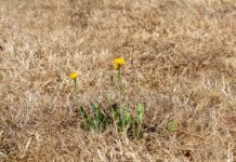 Wasseralarm – Wie die Dürre Ploërmel und den Morbihan in die Knie zwingt Dürre_Wasserknappheit_Trockenheit