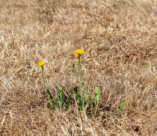 Dürre: Mandelieu-la-Napoule streicht den öffentlichen Rasen grün an Dürre_Wasserknappheit_Trockenheit
