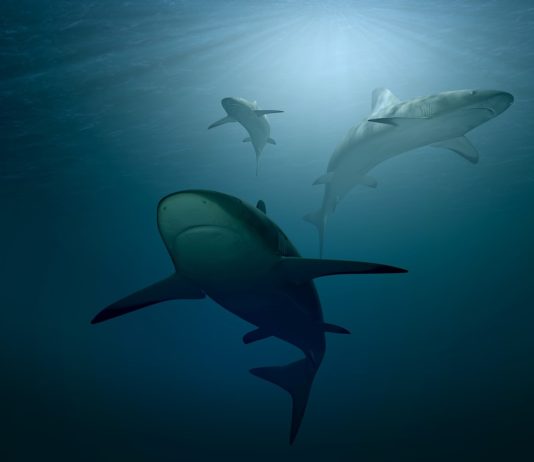 Haie im Mittelmeer: Stellen sie eine Gefahr für die Strände dar? shark-3347787_1280