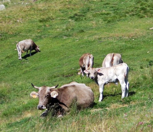 Wanderin in den Pyrenäen von Kuh angegriffen und verletzt Kuh_Kalb_Pyrenaeen
