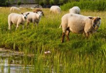 Garonne: Feuerwehr rettet 71 vom Hochwasser eingeschlossene Schafe Schafe_Wasser