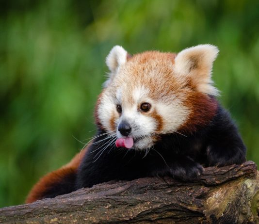 Französischer Tierpark sucht Namen für zwei neugeborene rote Pandas Roter_Panda