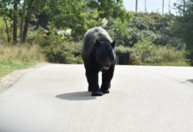 Eine überraschende Begegnung: Rennender Bär mitten auf einer Straße in den Pyrenäen … Bär_auf_Strasse_Illustration