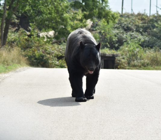 Eine überraschende Begegnung: Rennender Bär mitten auf einer Straße in den Pyrenäen … Bär_auf_Strasse_Illustration