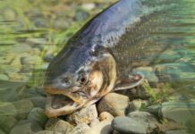 Dürre: Im Departement Ain retten Fischer die Fische aus einem ausgetrockneten Fluss Forelle