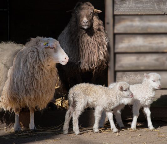 Fast 400 Schafe sterben bei Brand in einem Schafstall im Gard Schafe