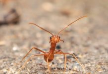 Südfrankreich: 800 Meter langes Ameisennest an Strand an der Mittelmeerküste entdeckt Ameisen_Pexels