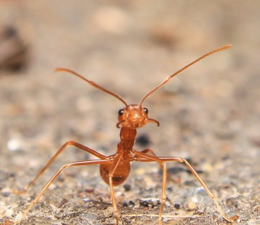 Südfrankreich: 800 Meter langes Ameisennest an Strand an der Mittelmeerküste entdeckt Ameisen_Pexels