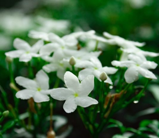 Alpes-Maritimes: Die Jasminernte hat begonnen Jasmin_Blüten