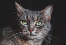 Straßburg: Mann trampelt auf der Straße auf seine Katze ein und wird zu 6 Monaten Gefängnis verurteilt Katze_Illustration