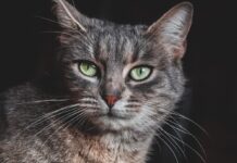 Abgemagerte Tiere in einem Keller in der Moselle – ein Fall, der sprachlos macht Katze_Illustration