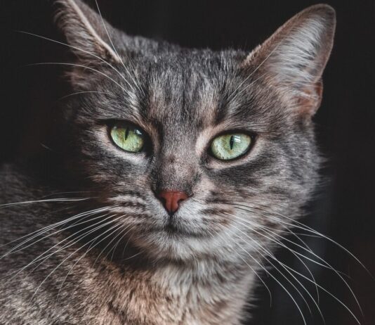 Abgemagerte Tiere in einem Keller in der Moselle – ein Fall, der sprachlos macht Katze_Illustration