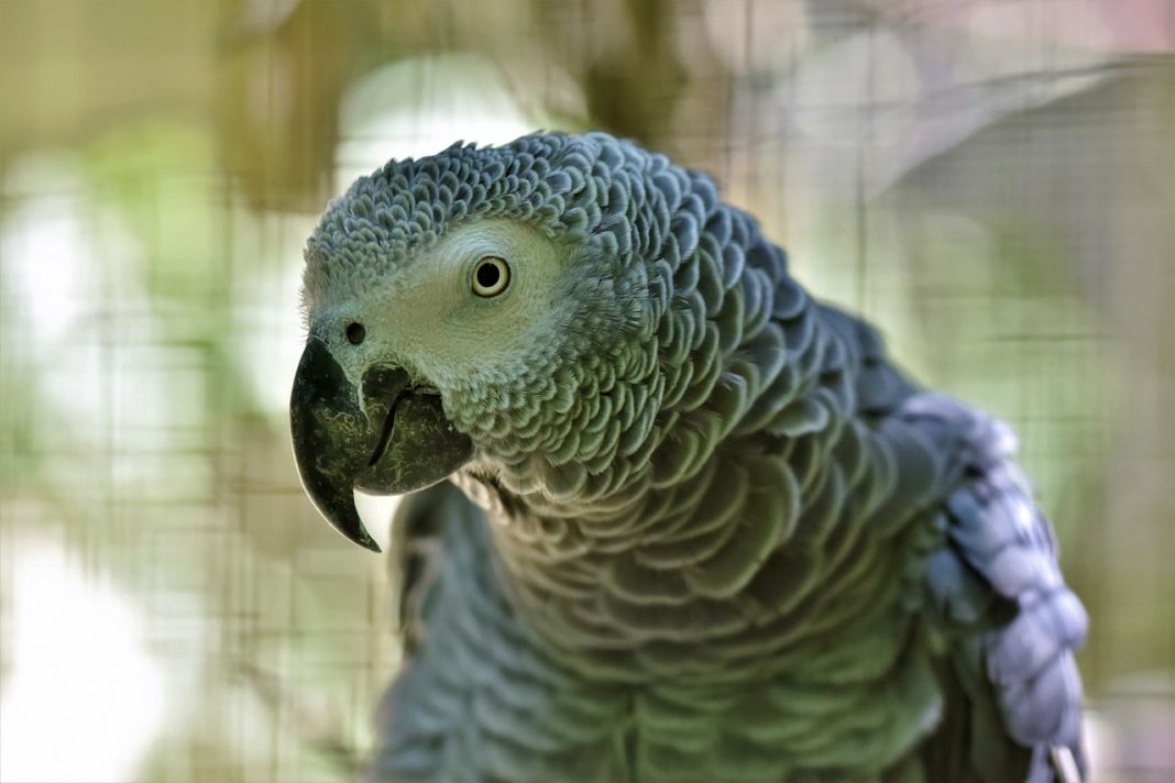 african-gray-parrot-4377951_1280