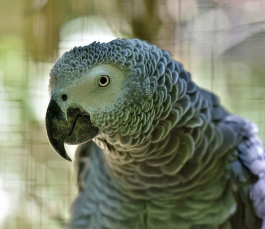 Marseille: 3 Jahre nach seinem Diebstahl identifiziert sich der Papagei indem er seinen Namen ruft african-gray-parrot-4377951_1280