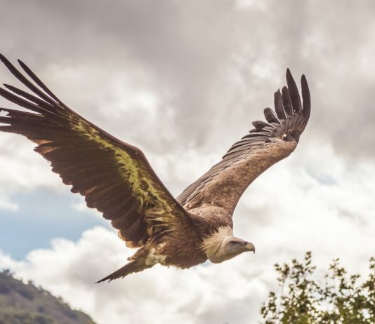 Brennender Geier verursacht Großbrand im Departement Hérault Geier