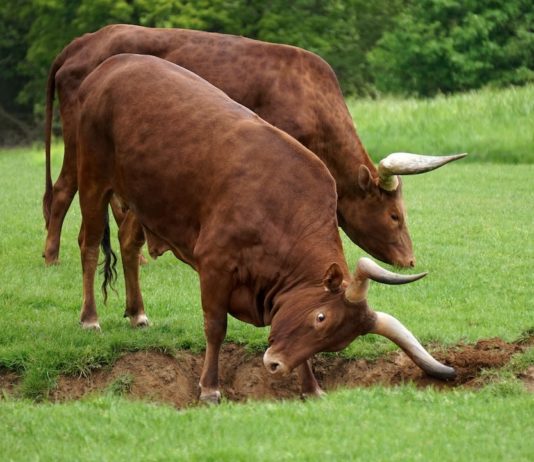 2 entlaufene Stiere verursachen fünfstündige Unterbrechung des Flugbetriebs am Flughafen Annecy Stiere