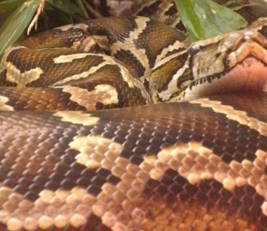 Die Überraschung war groß: Riesenschlange in einer Bar in Rouen aufgetaucht Boa_Constrictor