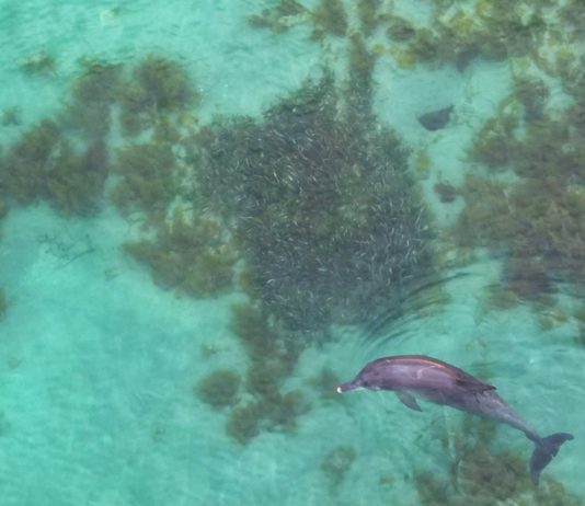 Getötete Delfine: Im Winter folgen Delfine den Sardinenschwärmen und geraten in Fischernetze Delphin_Sardinen