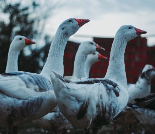 Vogelgrippe: Frankreich will ab diesem Montag 64 Millionen Enten impfen Enten