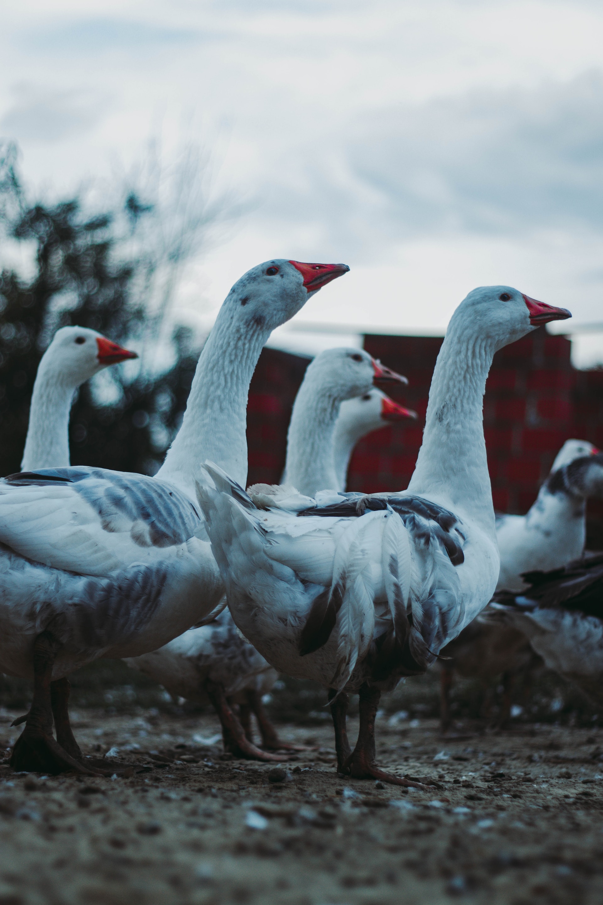 Vogelgrippe: Frankreich will ab diesem Montag 64 Millionen Enten impfen