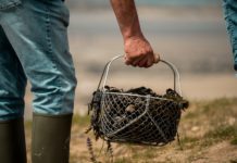 Loire-Atlantique: Wegen giftiger Alge Angeln und Sammeln von Muscheln an der Küste verboten Sammeln_Muscheln
