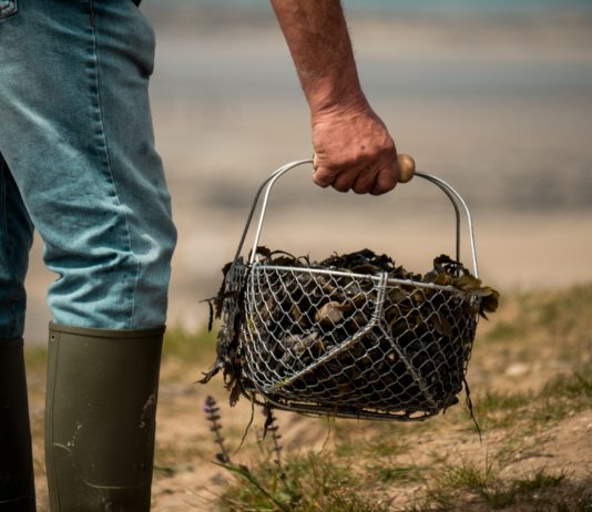 Loire-Atlantique: Wegen giftiger Alge Angeln und Sammeln von Muscheln an der Küste verboten Sammeln_Muscheln