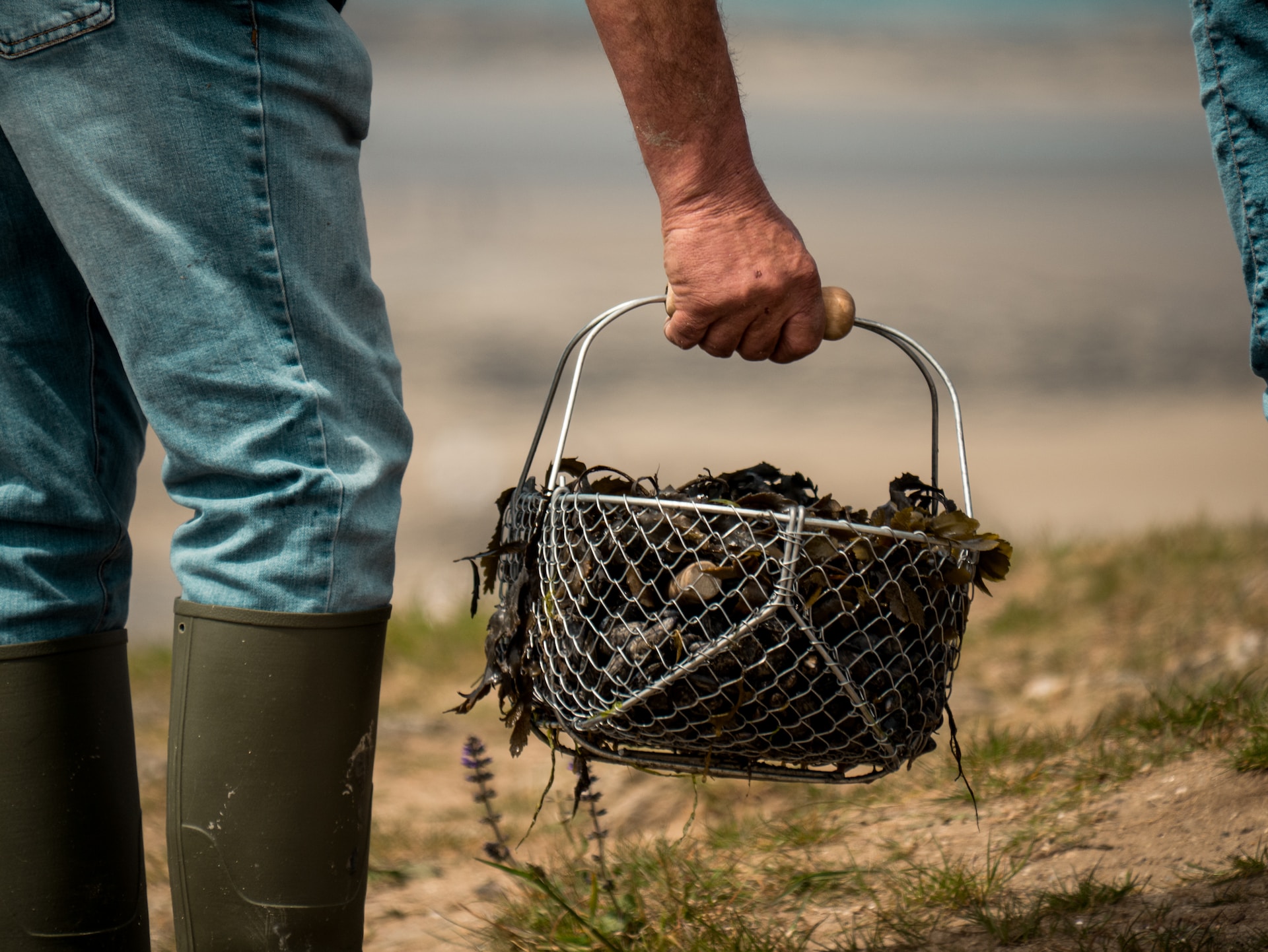 Loire-Atlantique: Wegen giftiger Alge Angeln und Sammeln von Muscheln an der Küste verboten