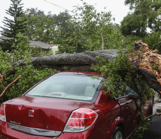 Baum fällt auf Auto: Großvater stirbt vor den Augen seiner Enkel und seiner Frau Baum_stürzt_auf_Auto