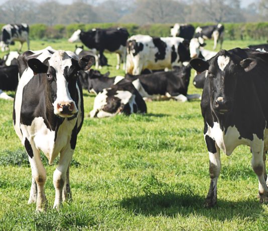 Landwirtschaft: Auf dem Weg zu einem Frankreich ohne Kühe? Viehzucht