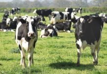 Wenn Hautknoten ganze Existenzen bedrohen – die stille Eskalation einer Rinderseuche in Frankreich Kuh_Kühe